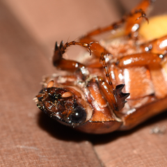 Phyllophaga ephilida