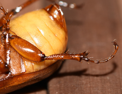 Phyllophaga ephilida