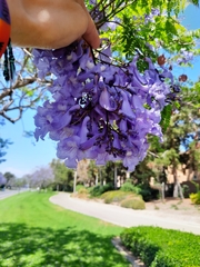 Jacaranda mimosifolia