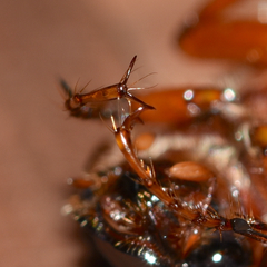 Phyllophaga ephilida