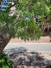 Jacaranda mimosifolia