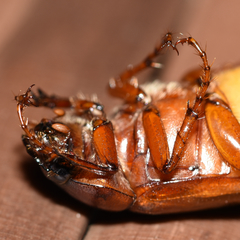 Phyllophaga ephilida