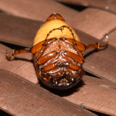 Phyllophaga ephilida