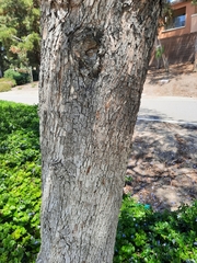 Jacaranda mimosifolia