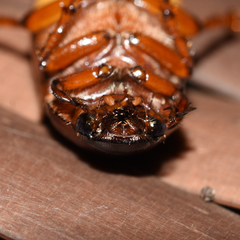 Phyllophaga ephilida