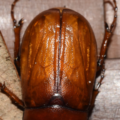 Phyllophaga ephilida