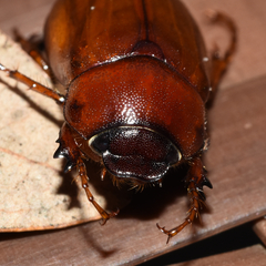 Phyllophaga ephilida