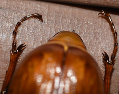 Phyllophaga ephilida