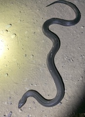 Walterinnesia morgani