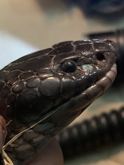 Walterinnesia morgani