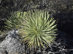 Agave stricta