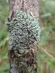 Heterodermia microphylla
