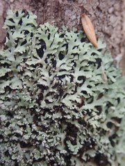 Heterodermia microphylla