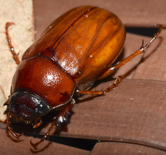 Phyllophaga ephilida