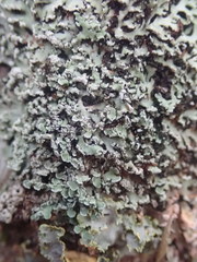 Heterodermia microphylla