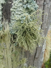 Usnea dasaea