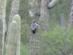 Melanerpes hypopolius