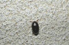Platydema sylvestris