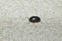 Platydema sylvestris