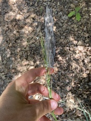 Elymus glaucus glaucus