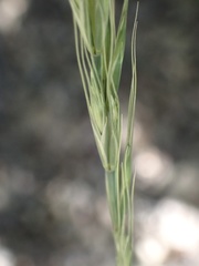 Elymus glaucus glaucus