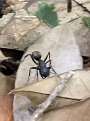 Camponotus japonicus