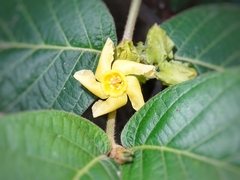 Prestonia mexicana