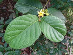 Prestonia mexicana