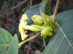 Prestonia mexicana