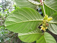 Prestonia mexicana