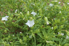 Nolana arenicola