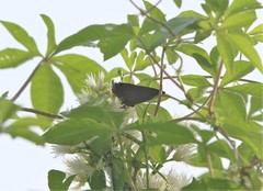 Rapala pheretima sequeira