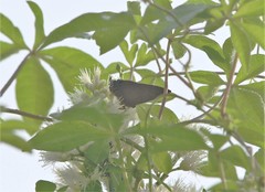 Rapala pheretima sequeira