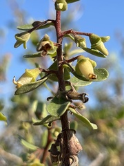 Diospyros intricata