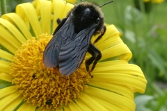 Bombus rupestris