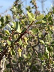 Diospyros intricata