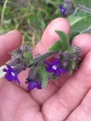 Anchusa officinalis