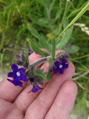 Anchusa officinalis