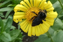 Bombus rupestris