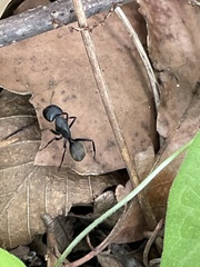 Camponotus japonicus