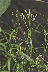 Senecio phelleus