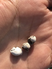 Planorbella scalaris