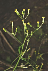 Senecio phelleus
