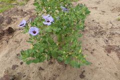 Nolana aticoana