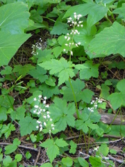 Tiarella trifoliata trifoliata