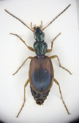 Anchomenus dorsalis