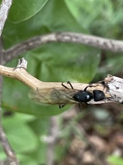 Camponotus japonicus