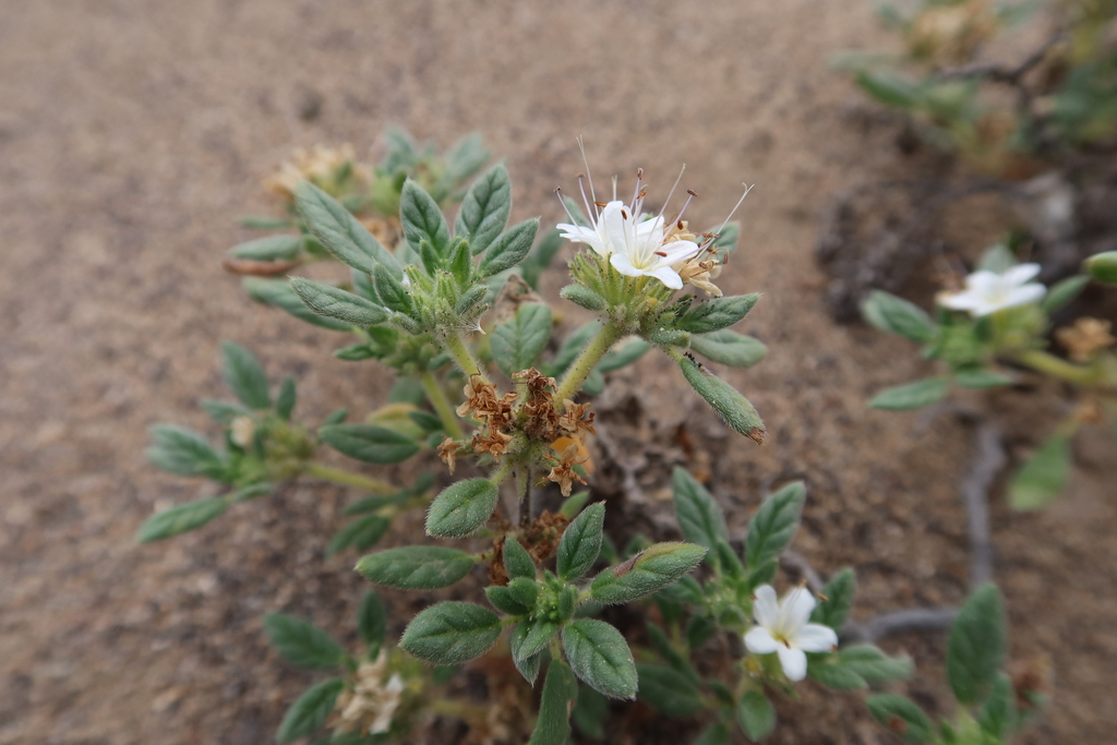 Tiquilia ferreyrae