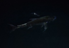 Gnathanodon speciosus