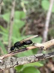 Camponotus japonicus